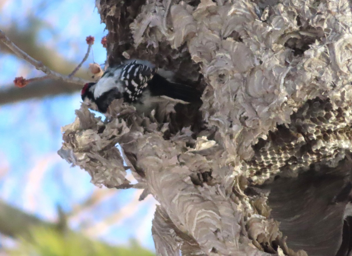 Downy Woodpecker - ML627843046