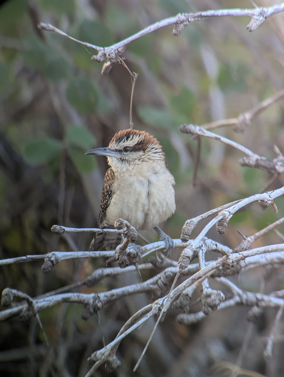 Russet-naped Wren - ML627843081