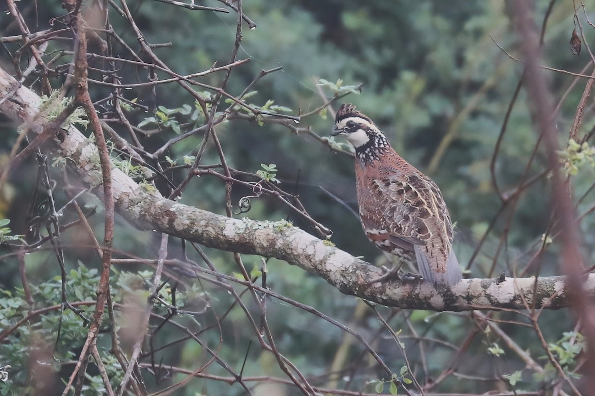 Northern Bobwhite - ML627843117