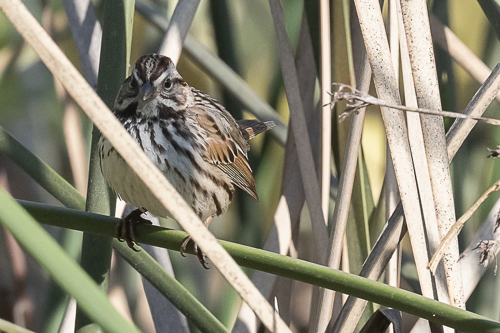 Song Sparrow - ML627843165