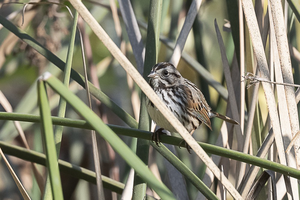 Song Sparrow - ML627843166