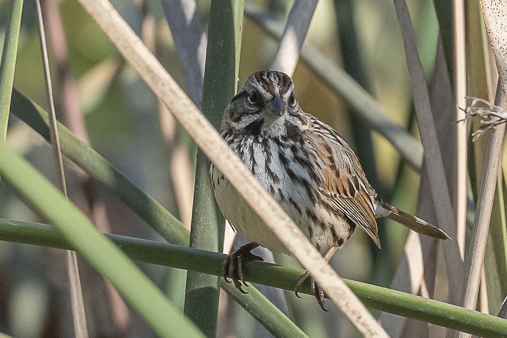 Song Sparrow - ML627843167