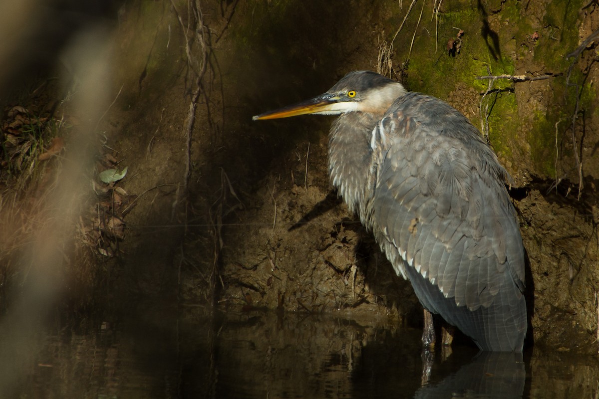 Great Blue Heron - ML627843172