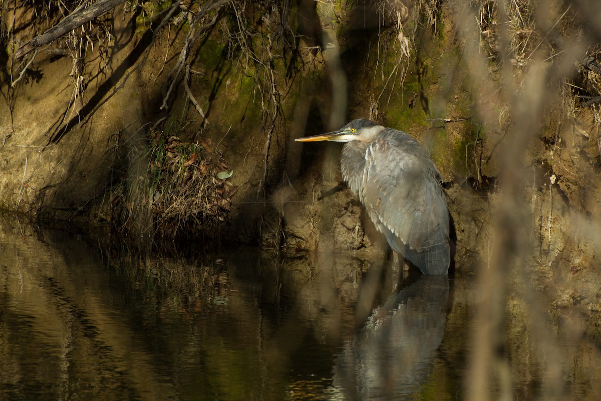 Great Blue Heron - ML627843173