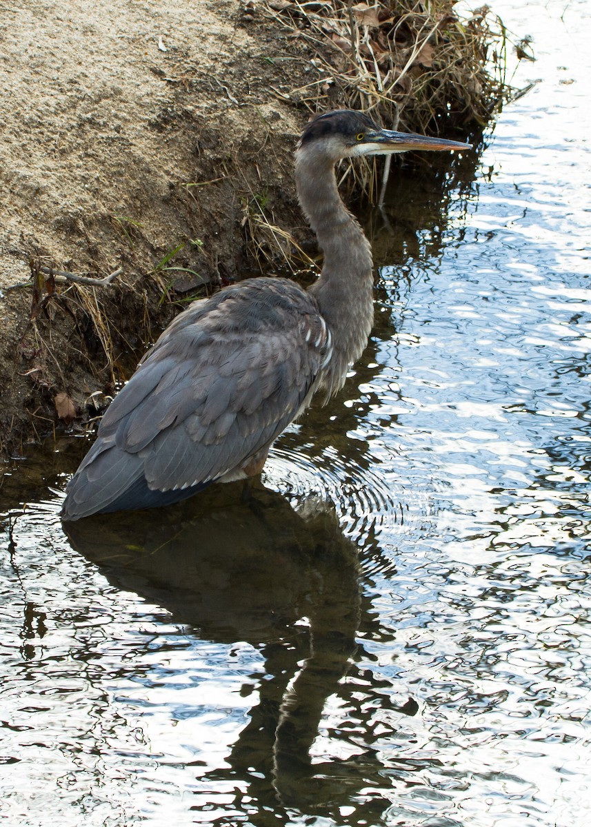 Great Blue Heron - ML627843174