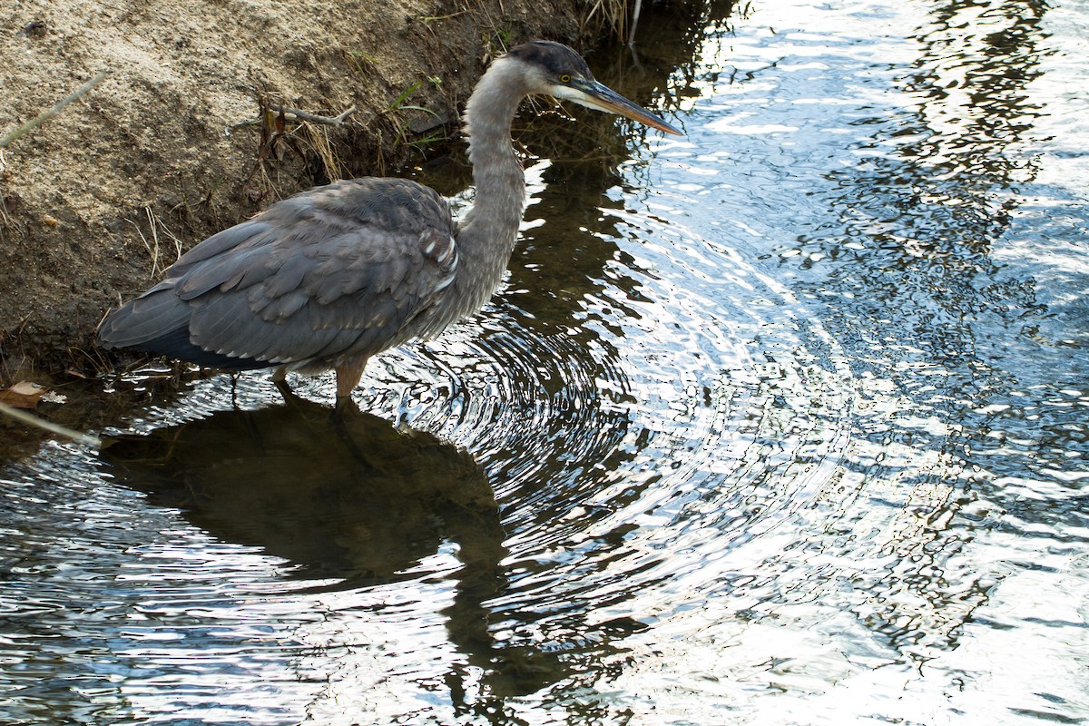 Great Blue Heron - ML627843175