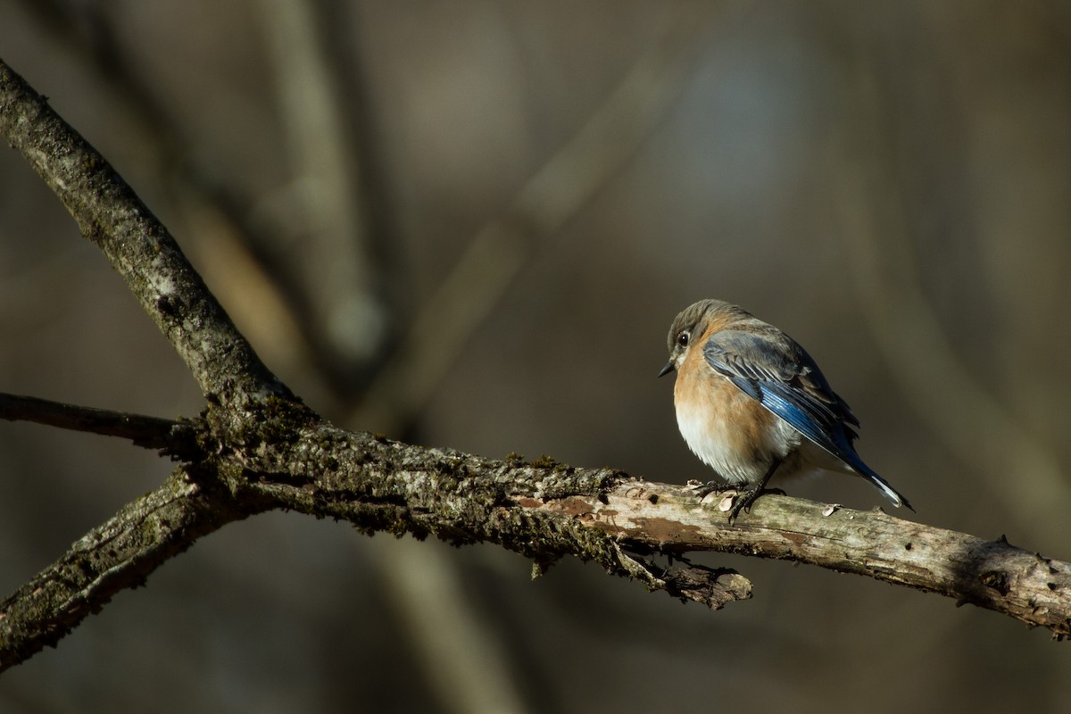 Eastern Bluebird - ML627843214