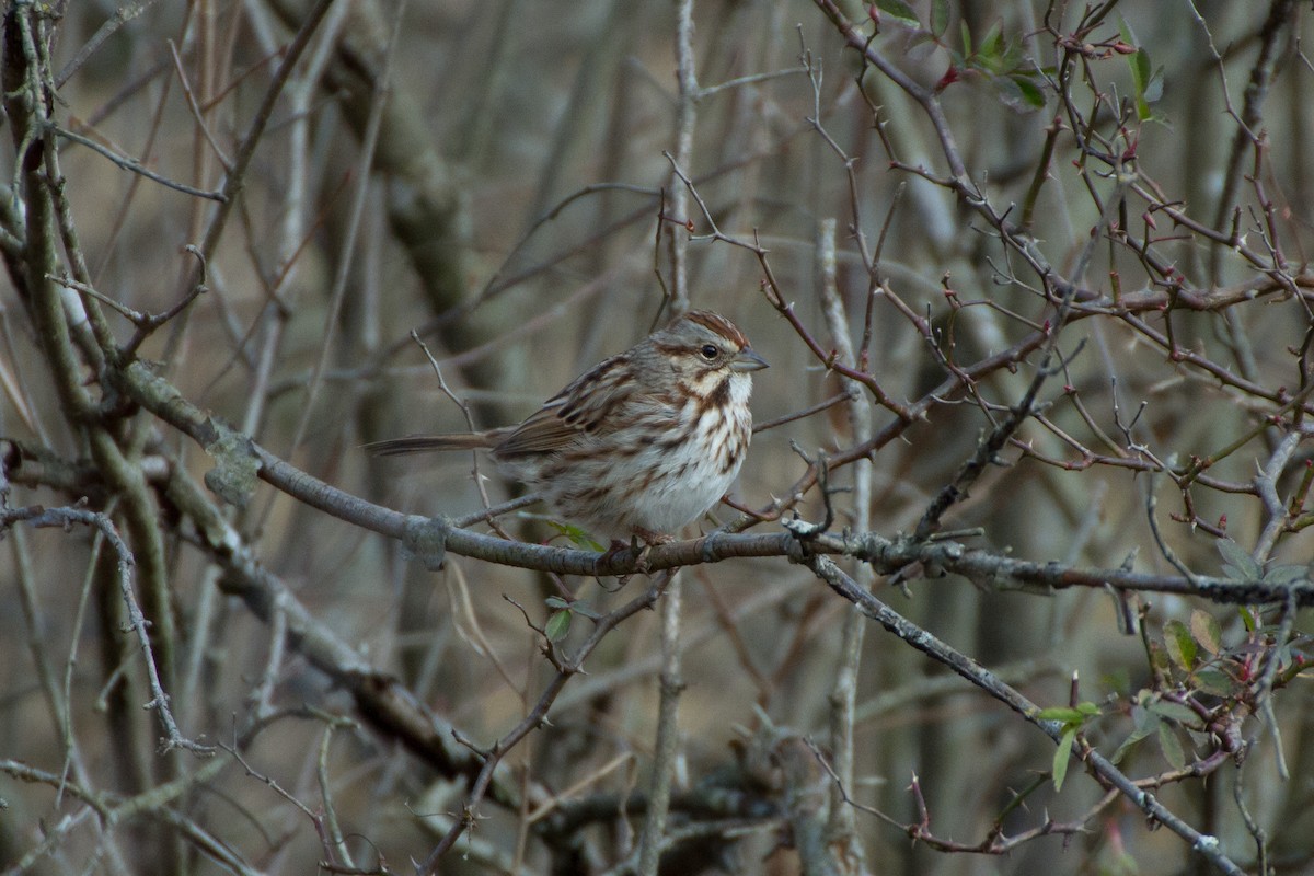 Song Sparrow - ML627843230