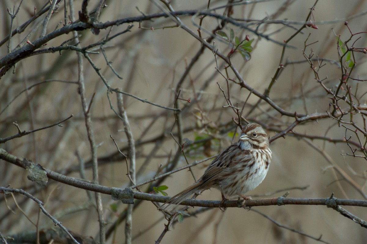 Song Sparrow - ML627843231