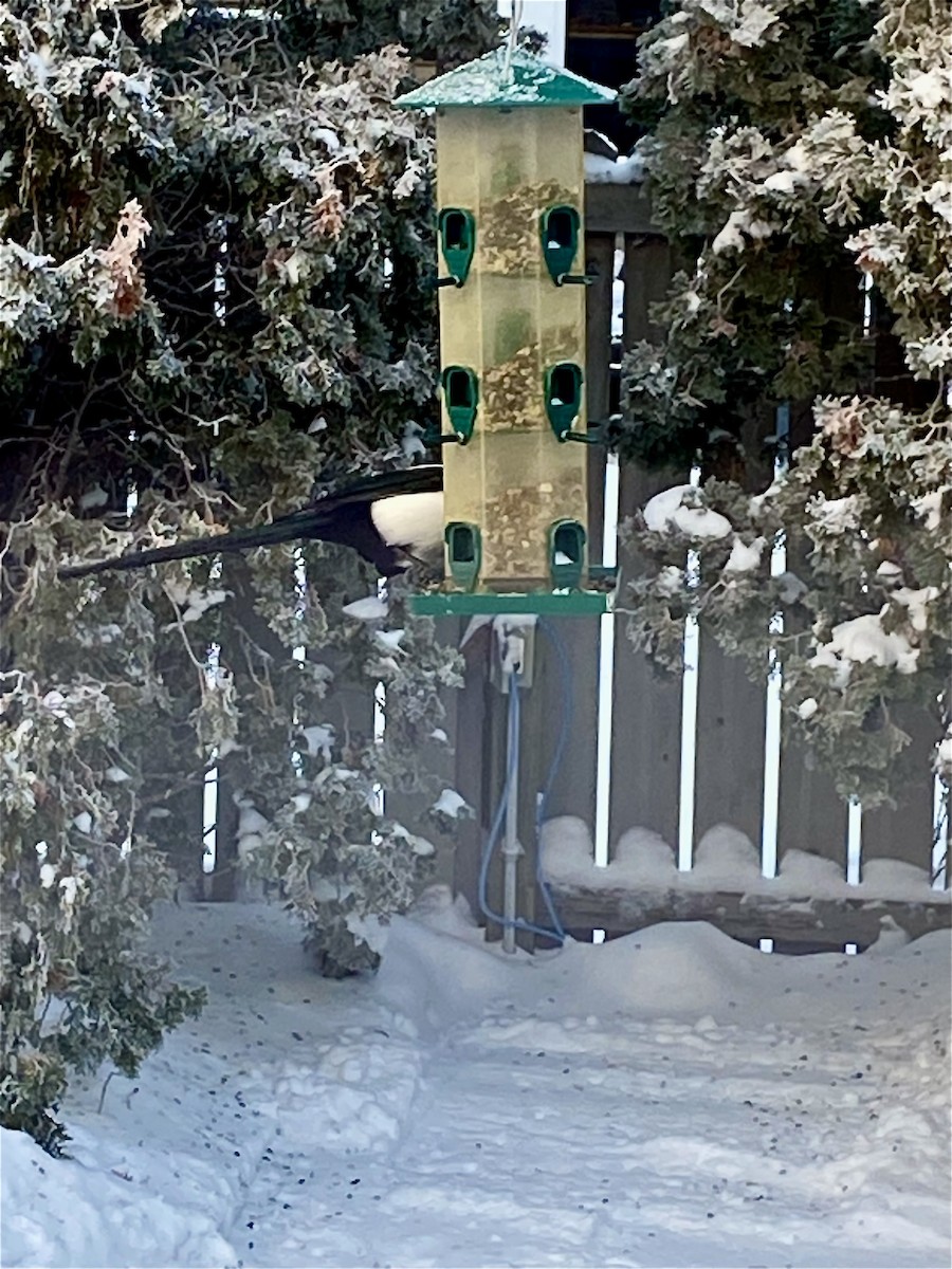 Black-billed Magpie - ML627843280