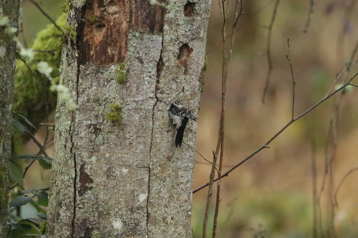 Downy Woodpecker - ML627843333