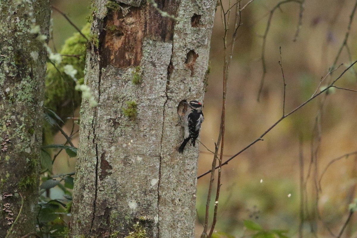 Downy Woodpecker - ML627843334