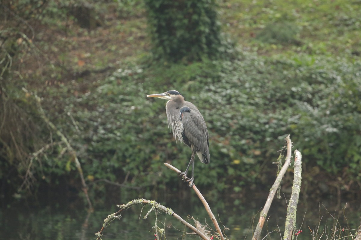 Great Blue Heron (Great Blue) - ML627843396