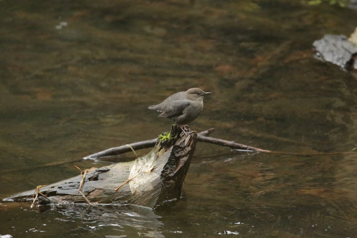 American Dipper - ML627843404