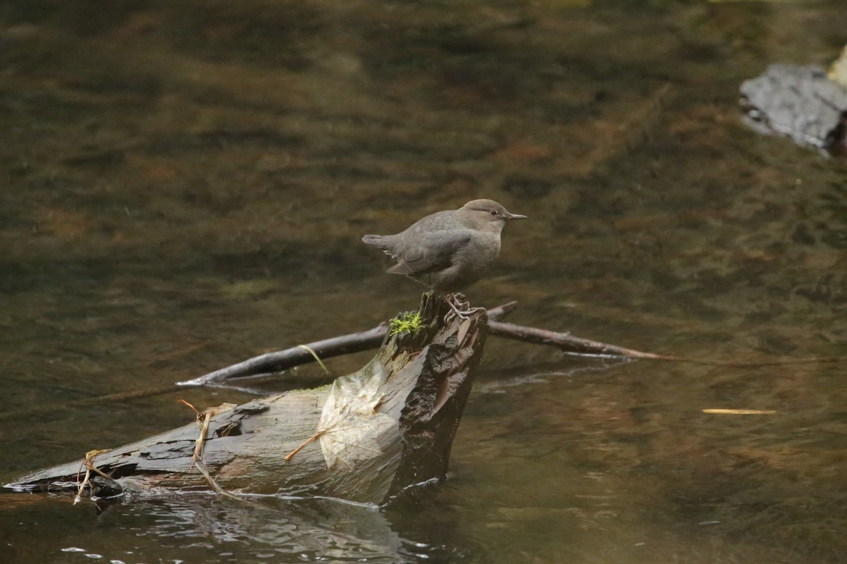 American Dipper - ML627843406