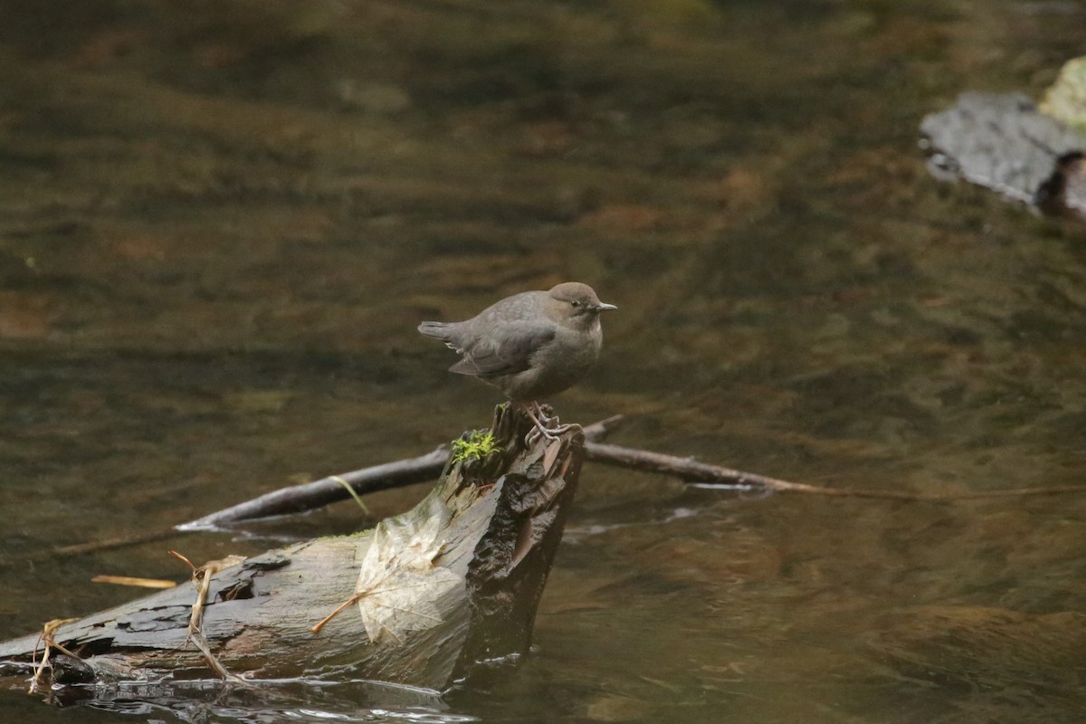 American Dipper - ML627843407