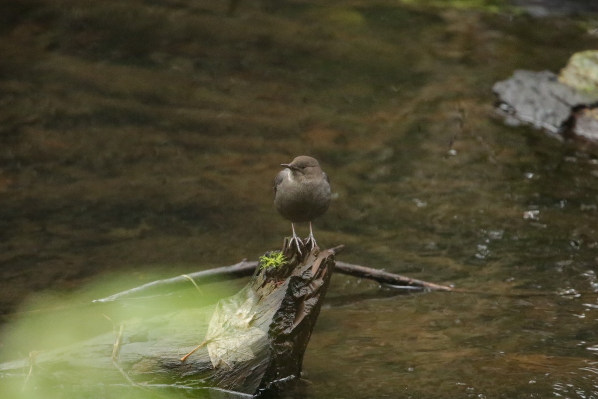 American Dipper - ML627843408