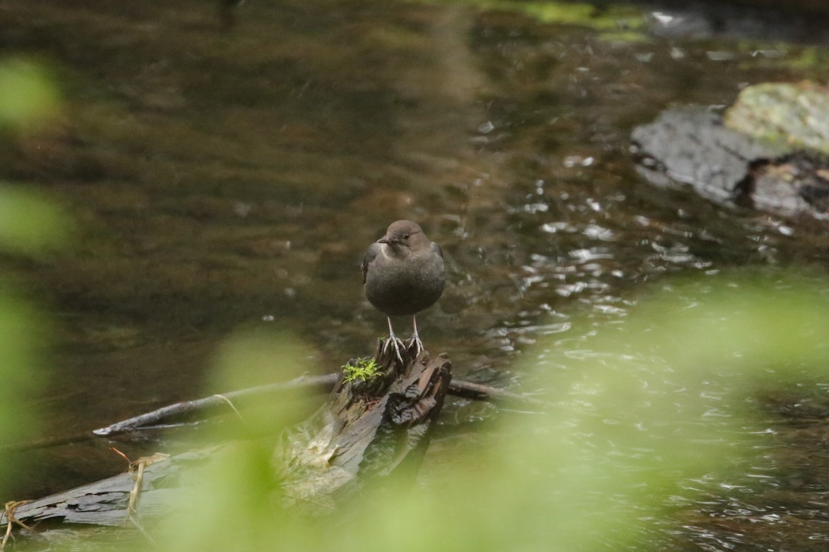 American Dipper - ML627843409