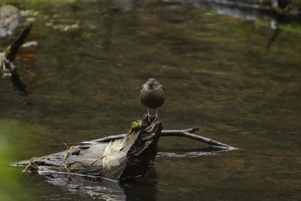 American Dipper - ML627843410