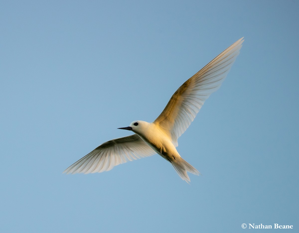 White Tern - ML627843425