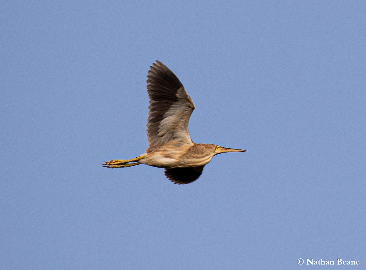 Yellow Bittern - ML627843432