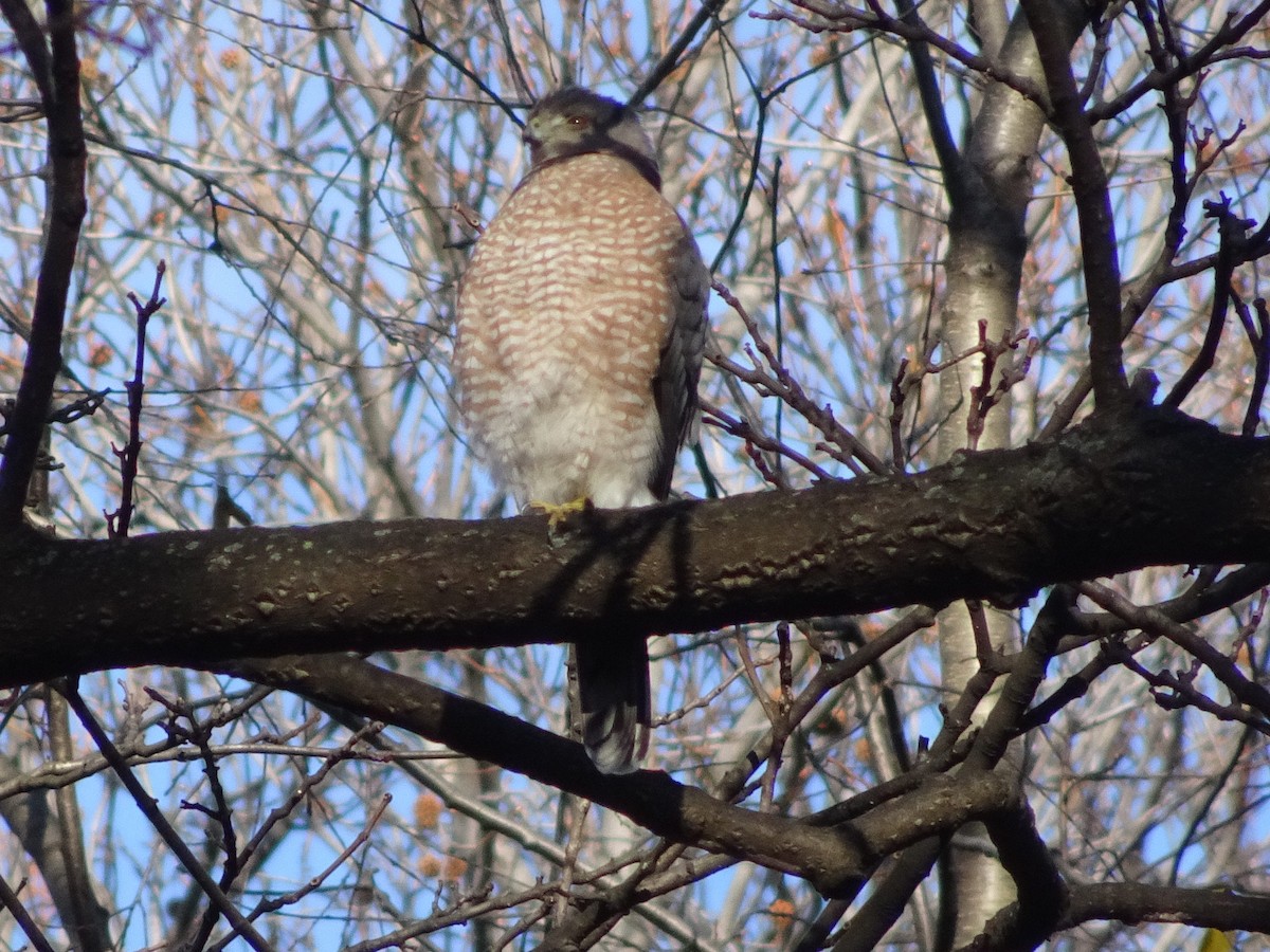 Cooper's Hawk - ML627843454