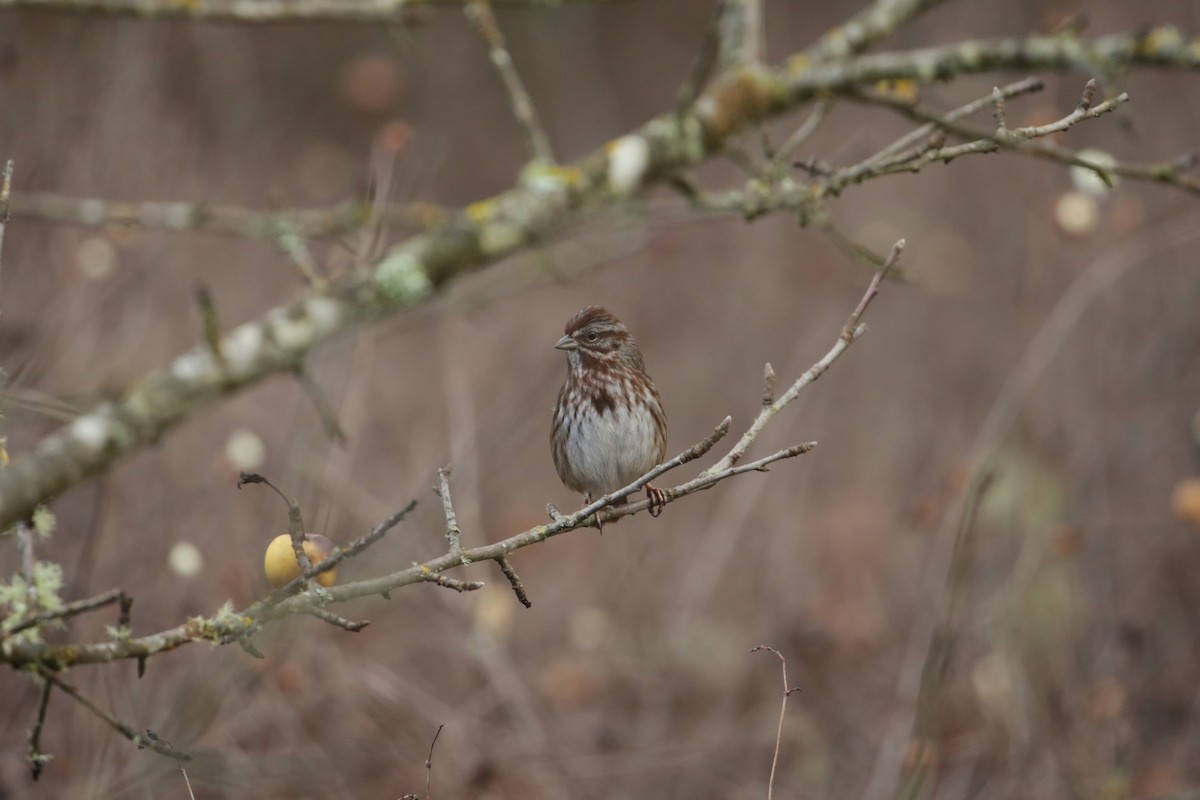 Song Sparrow - ML627843455