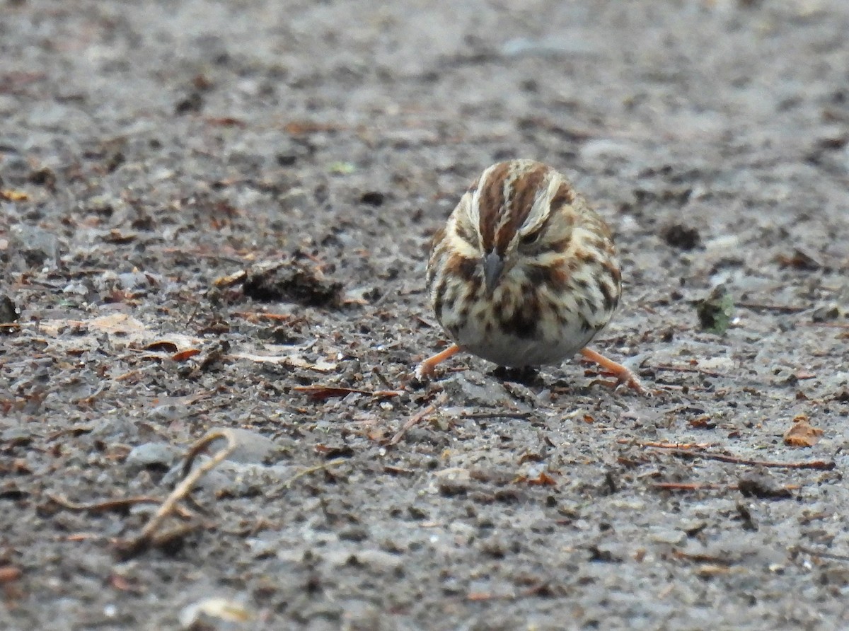 Song Sparrow - ML627843482