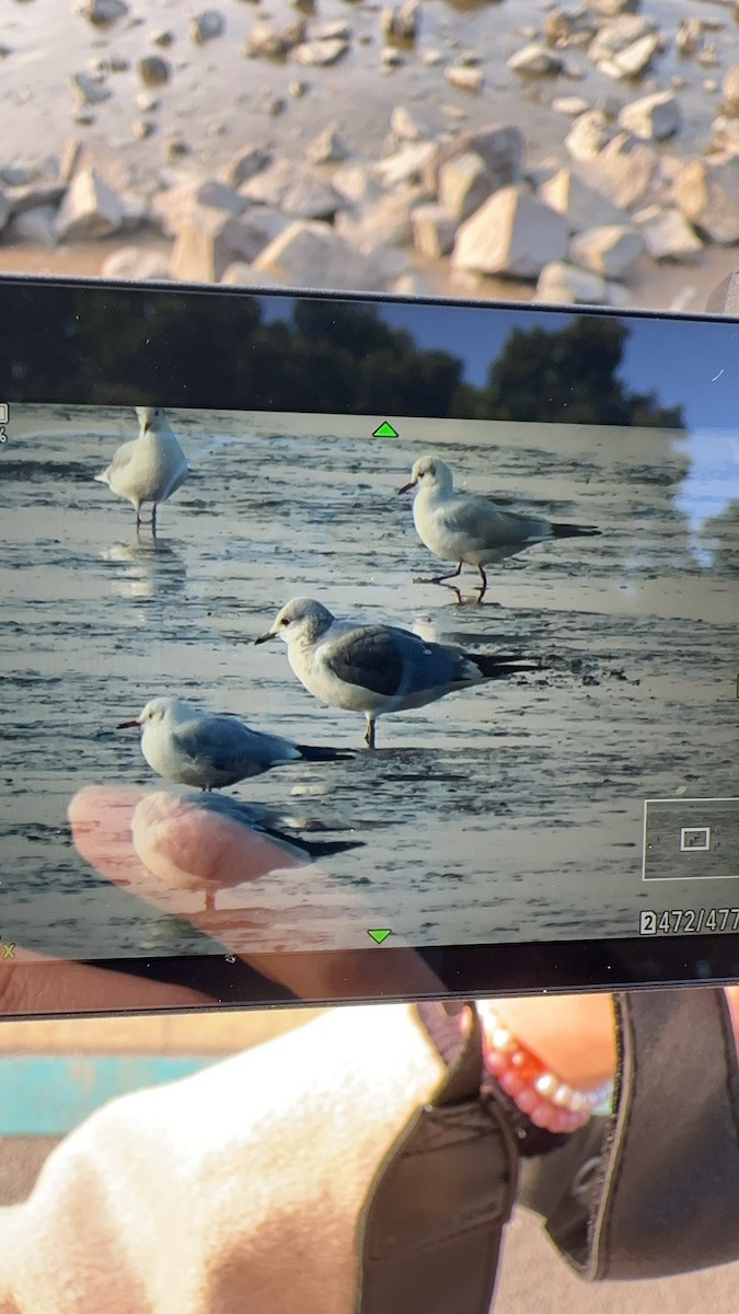 Common Gull - ML627843489