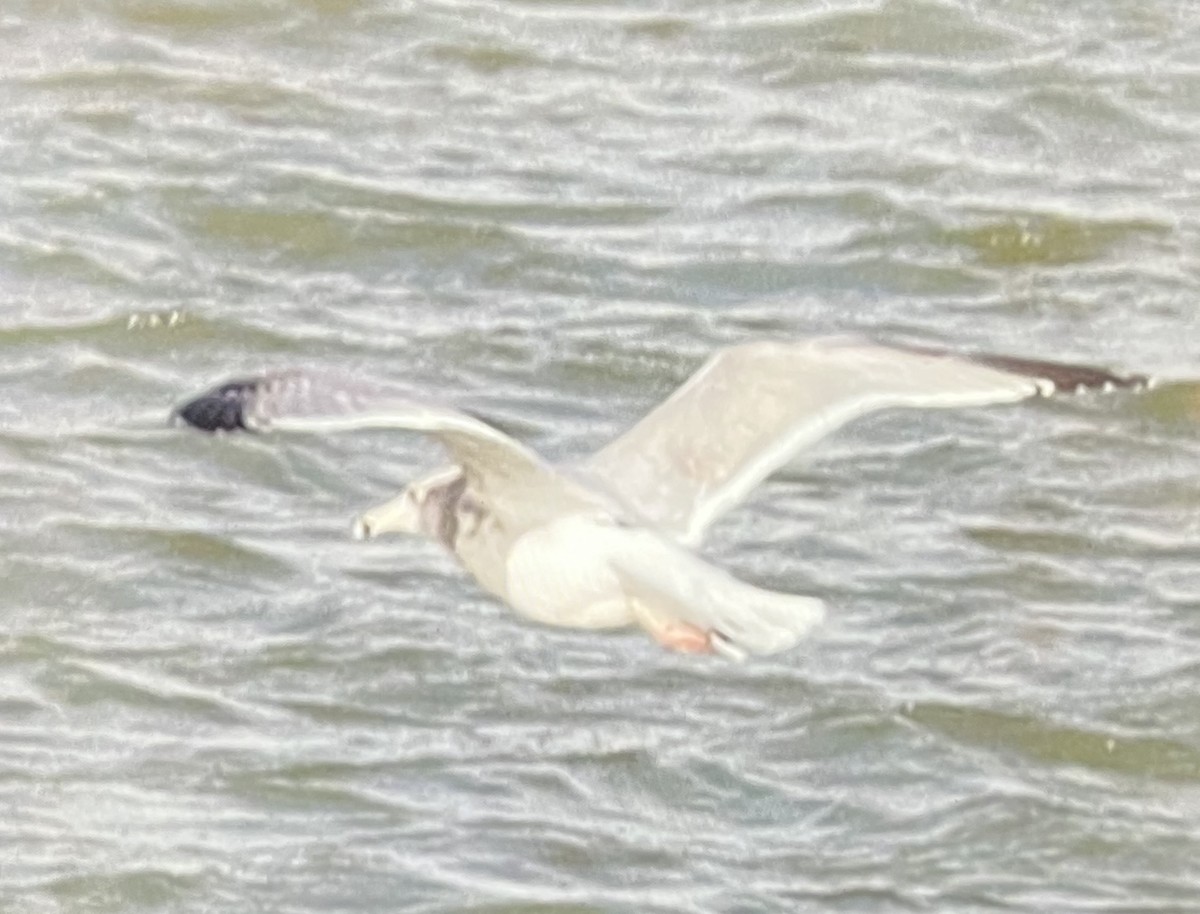 American Herring Gull - ML627843552