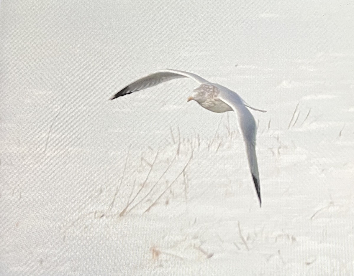 American Herring Gull - ML627843553