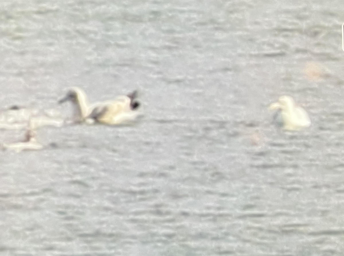 gull sp. - ML627843556