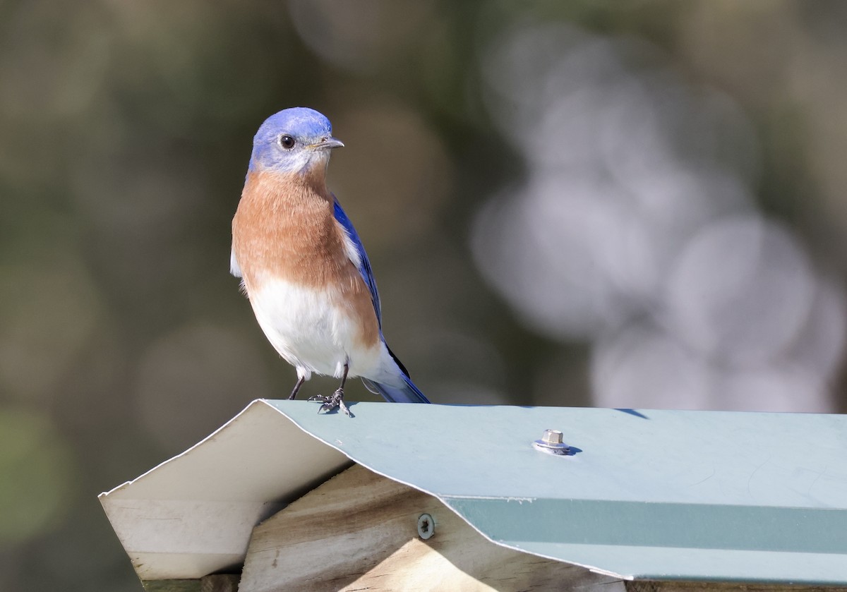 Eastern Bluebird - ML627843561