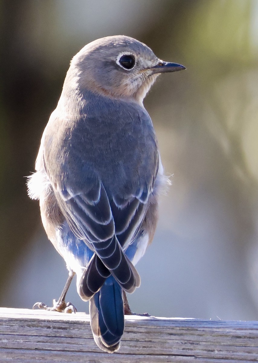 Eastern Bluebird - ML627843575