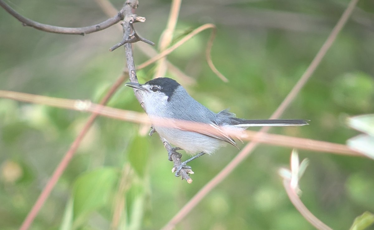 White-lored Gnatcatcher - ML627843584