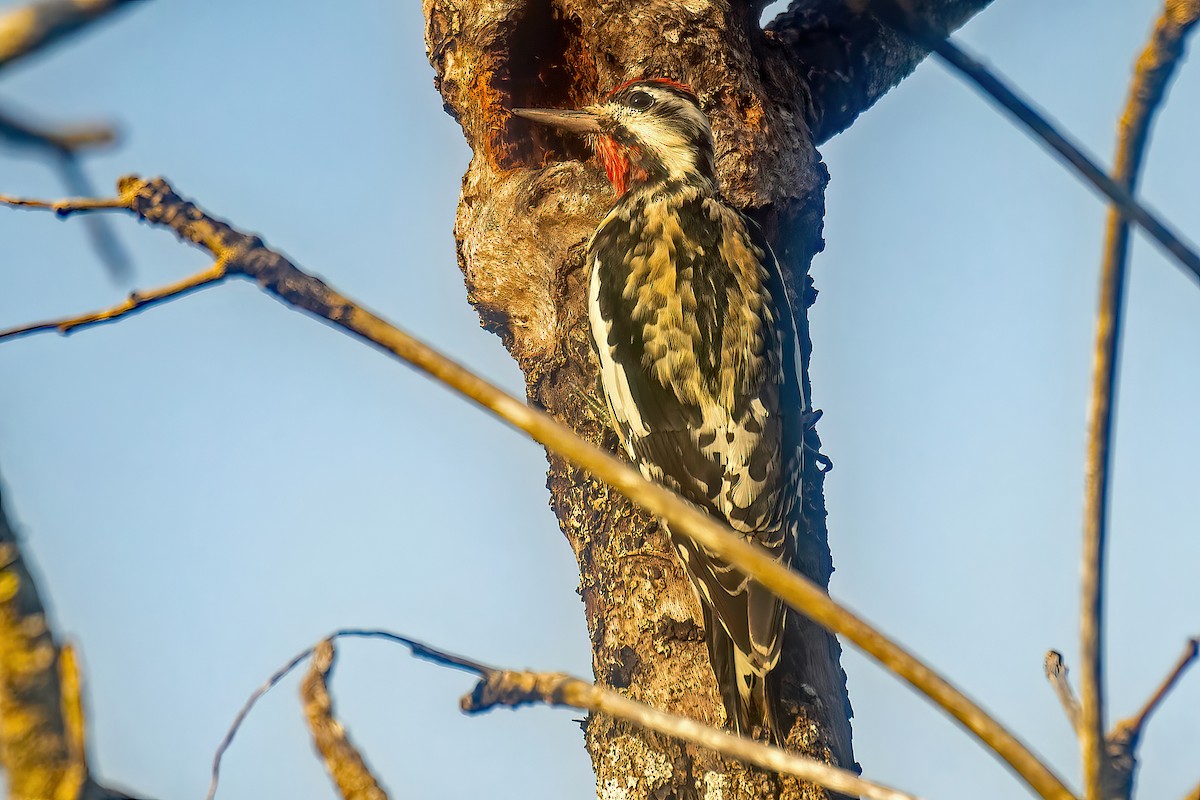 Yellow-bellied Sapsucker - ML627843697