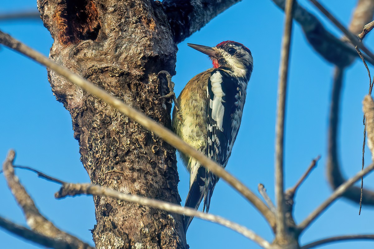 Yellow-bellied Sapsucker - ML627843698