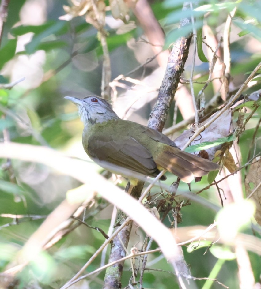 Gray-cheeked Bulbul - ML627843747