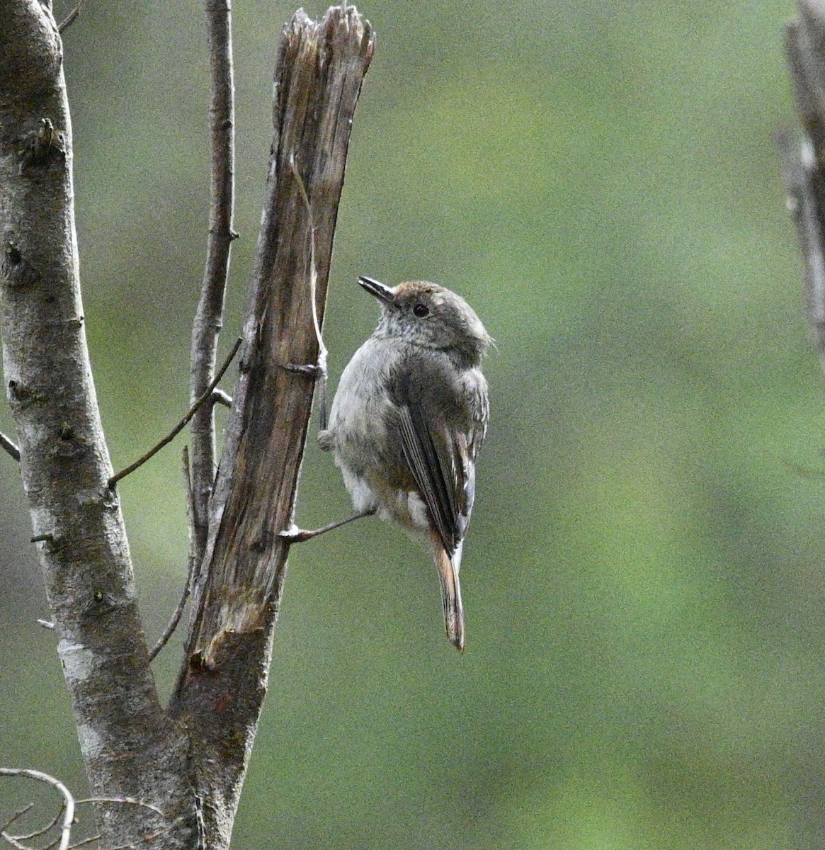 Tasmanian Thornbill - ML627843755