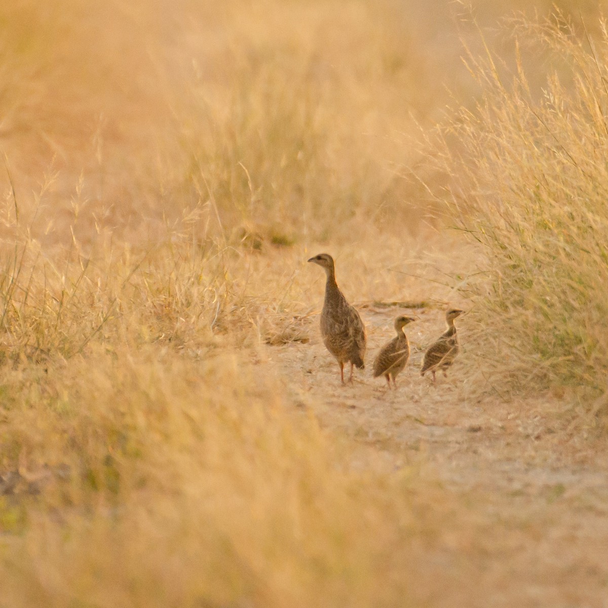 Black Francolin - ML627843763