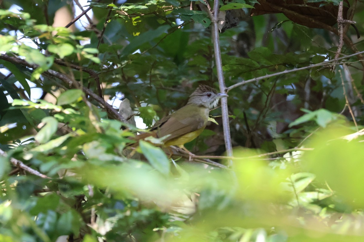 Gray-cheeked Bulbul - ML627843841