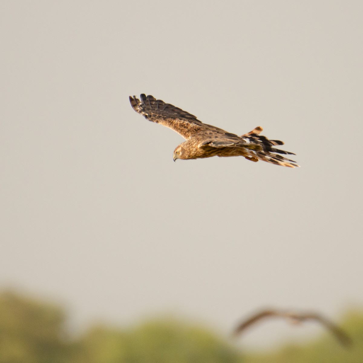 Montagu's Harrier - ML627843853