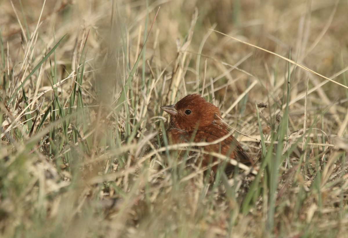 Chestnut Bunting - ML627843861