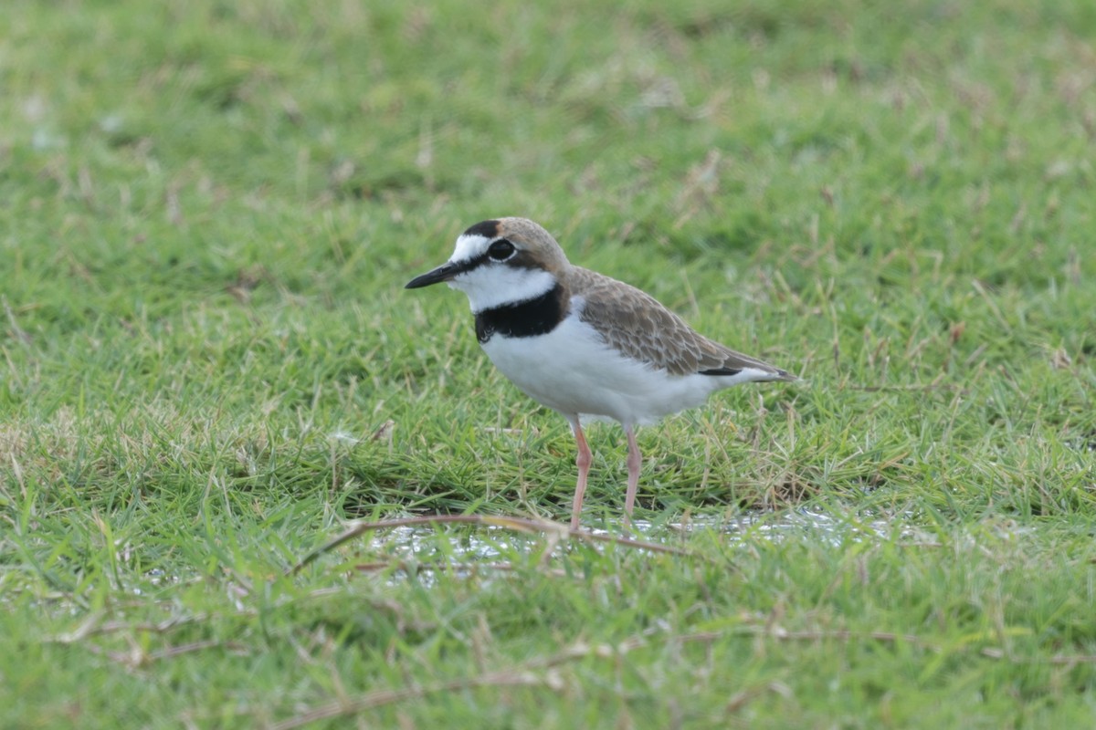 Collared Plover - ML627843873