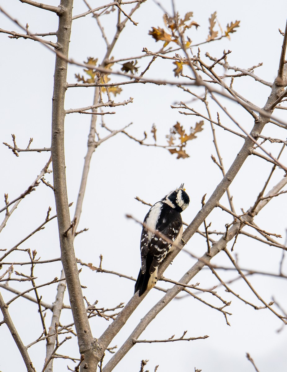 Downy Woodpecker - ML627843876