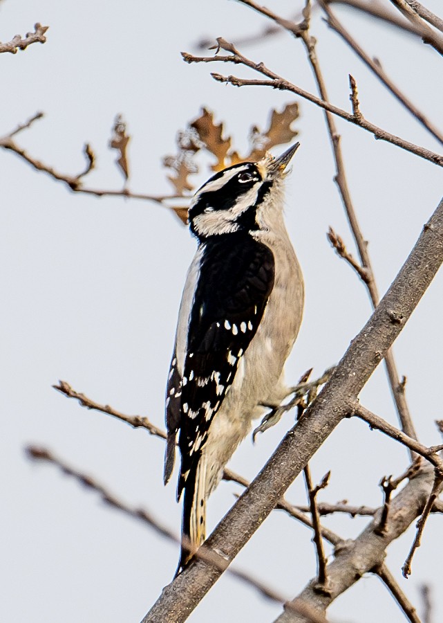 Downy Woodpecker - ML627843877