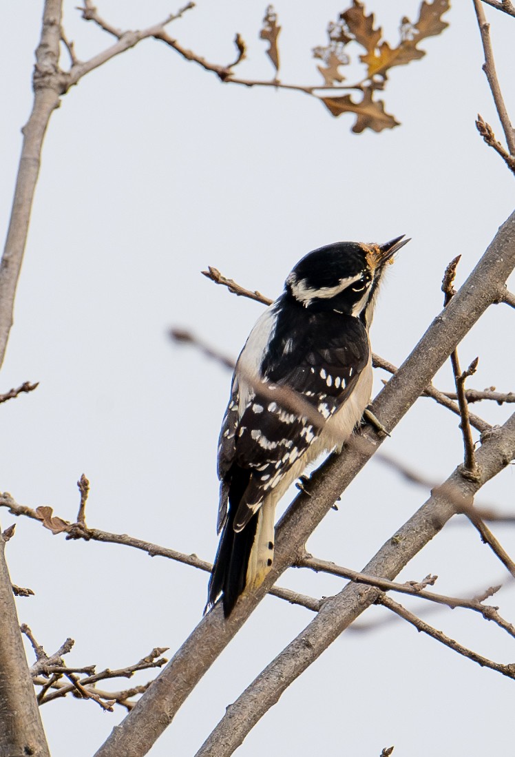 Downy Woodpecker - ML627843878