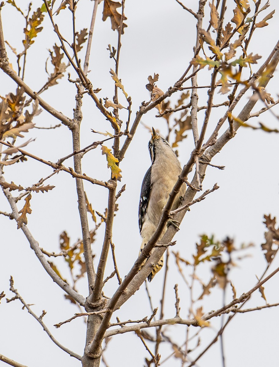 Downy Woodpecker - ML627843879