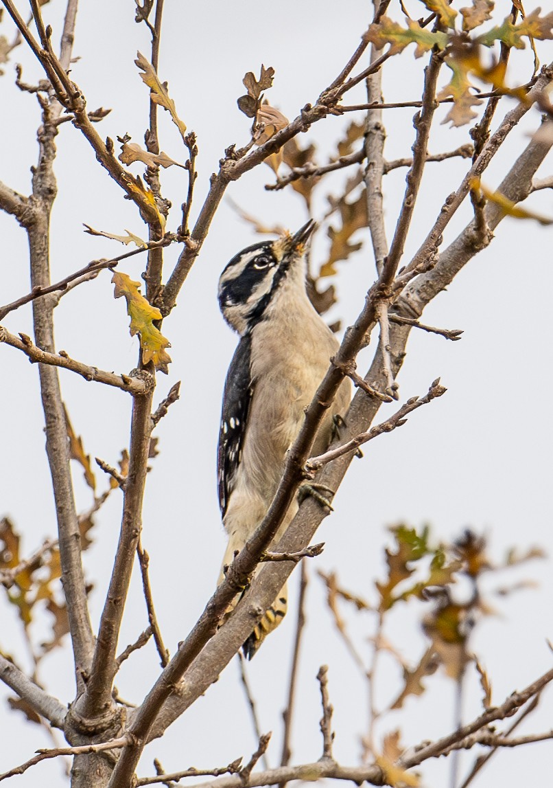 Downy Woodpecker - ML627843880