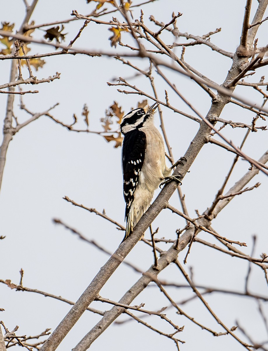 Downy Woodpecker - ML627843881